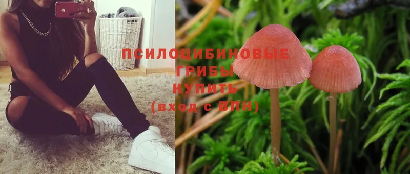 Псилоцибиновые грибы Psilocybe  Кремёнки 